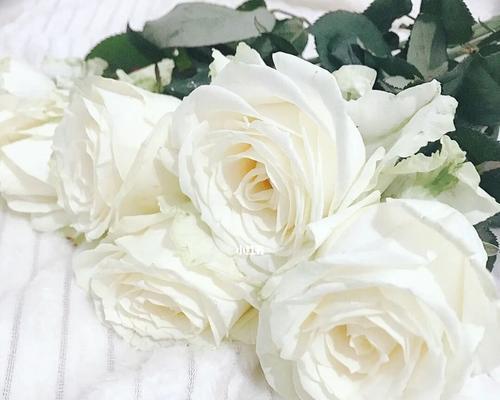 白色玫瑰花花语的含义和象征（纯洁）