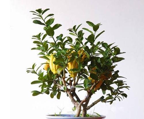 金佛手盆栽几年能结果？如何促进早开花？