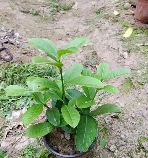 金佛手盆栽几年能结果？如何促进早开花？