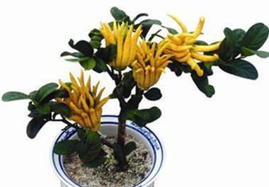 金佛手盆栽几年能结果？如何促进早开花？
