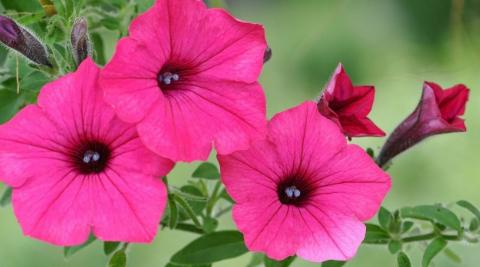 忘了我，以何种花的花语为主题（探索花语中的遗忘与失去之意象）