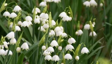 忘了我，以何种花的花语为主题（探索花语中的遗忘与失去之意象）