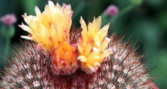 仙人球开花的寓意与象征（揭示仙人球花朵背后的象征意义）