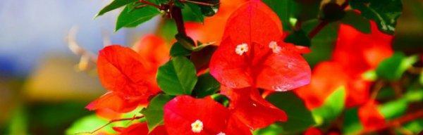 三角梅花语的由来与意义（解读三角梅花语的神秘之处）