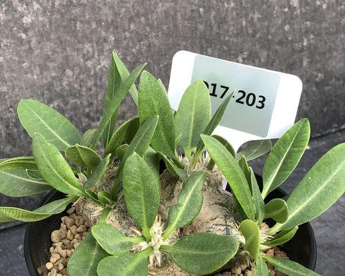 惠比须笑养护方法有哪些？如何保持其健康生长？