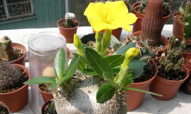 惠比须笑养护方法有哪些？如何保持其健康生长？