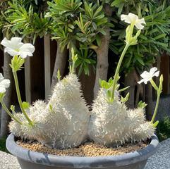 惠比须笑养护方法有哪些？如何保持其健康生长？