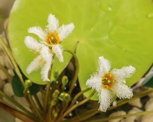 一叶莲没根能活吗？有叶无根的栽植方法和存活率如何？