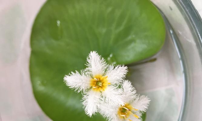 一叶莲没根能活吗？有叶无根的栽植方法和存活率如何？