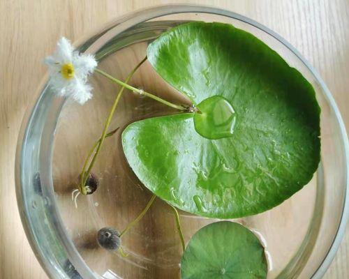 一叶莲没根能活吗？有叶无根的栽植方法和存活率如何？