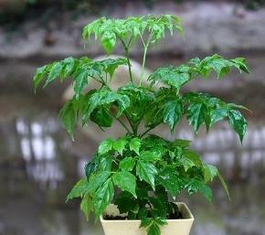 老板办公室适合摆放哪些风水植物？