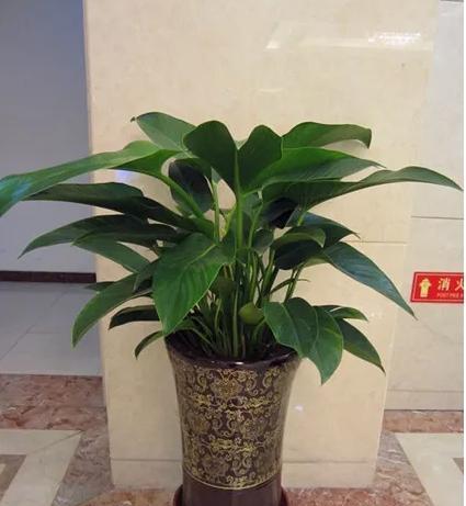 老板办公室适合摆放哪些风水植物?