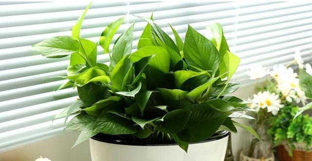 老板办公室适合摆放哪些风水植物？