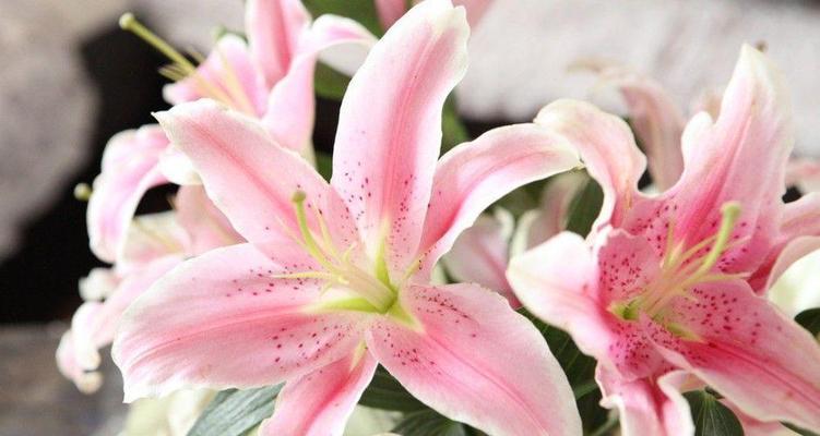 百合花语是什么?百合寓意有哪些常见问题解答? 百合花语是什么?百合寓意有哪些常见问题解答?