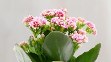 长寿花（探寻长寿花的传统文化内涵与现代象征意义）