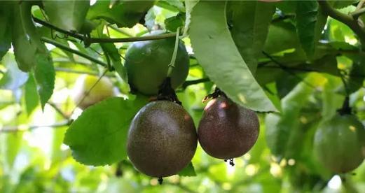 百香果长什么样子？如何辨别成熟百香果？