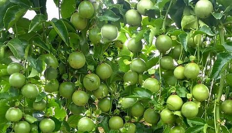 百香果长什么样子？如何辨别成熟百香果？