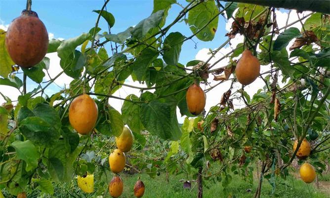 百香果长什么样子？如何辨别成熟百香果？