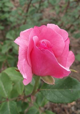 粉色月季花语(绽放生命之美)