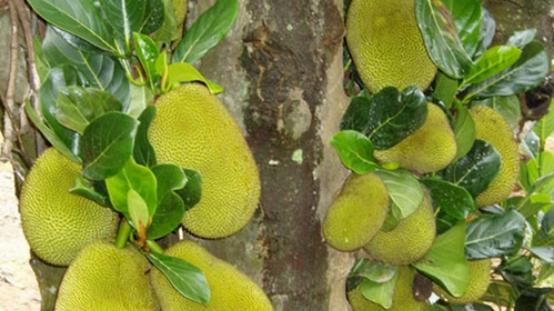 菠萝蜜通常长在哪些地方？如何识别菠萝蜜树？