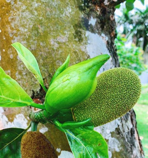 菠萝蜜通常长在哪些地方？如何识别菠萝蜜树？