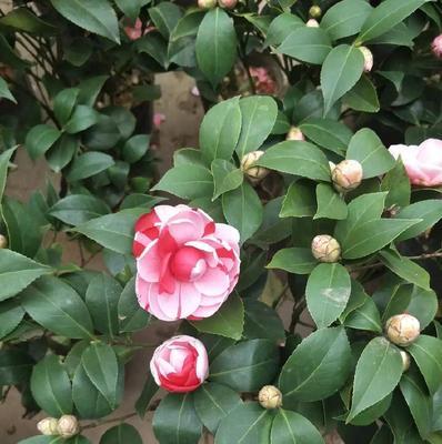 隔夜茶水浇花好吗？哪些花卉适合用隔夜茶水浇灌？