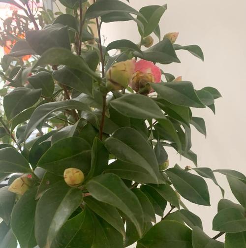 隔夜茶水浇花好吗？哪些花卉适合用隔夜茶水浇灌？