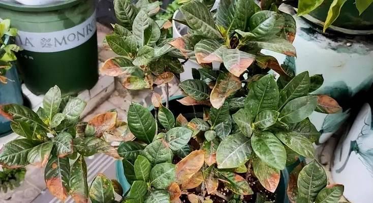 隔夜茶水浇花好吗？哪些花卉适合用隔夜茶水浇灌？