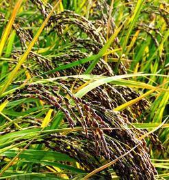 黑米什么时候成熟？种植黑米的最佳季节是什么时候？