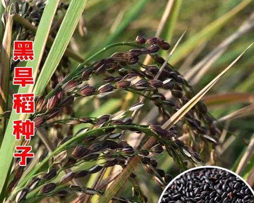 黑米什么时候成熟？种植黑米的最佳季节是什么时候？