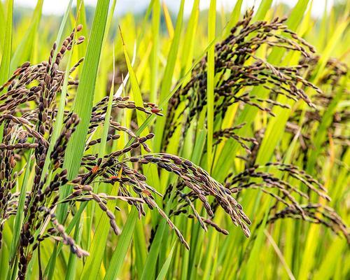 黑米什么时候成熟？种植黑米的最佳季节是什么时候？