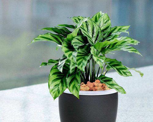 孔雀木怎么养长的好？掌握这些技巧轻松养出健康植物