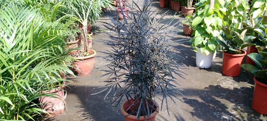 孔雀木怎么养长的好？掌握这些技巧轻松养出健康植物