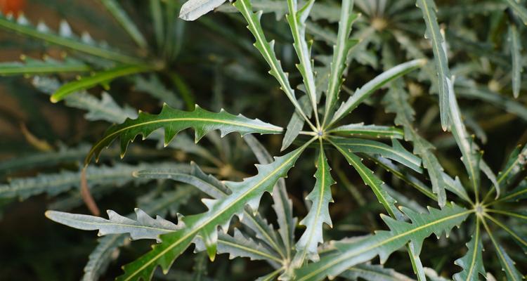 孔雀木怎么养长的好？掌握这些技巧轻松养出健康植物