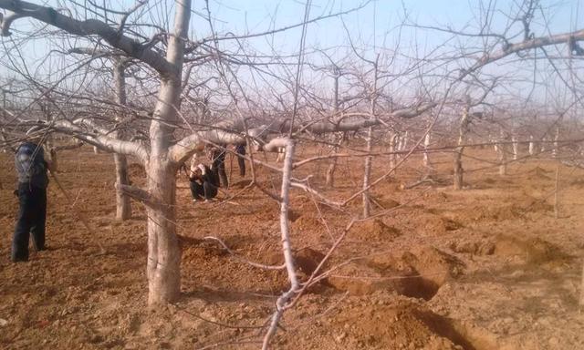 苹果皮能用作肥料吗？如何正确使用苹果皮作为植物肥料？