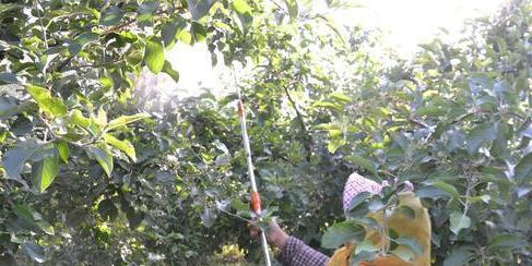 苹果皮能用作肥料吗？如何正确使用苹果皮作为植物肥料？