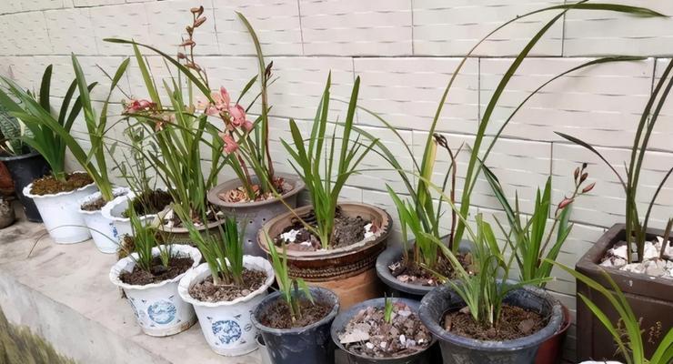 苹果皮能用作肥料吗？如何正确使用苹果皮作为植物肥料？