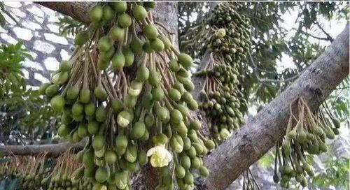 榴莲什么品种最好？如何挑选最美味的榴莲？