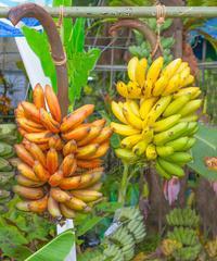 以香蕉代表十二生肖的潜在特征（探索香蕉所象征的生肖属性及其意义）