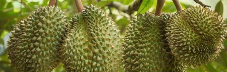 榴莲什么品种最好？如何挑选最美味的榴莲？