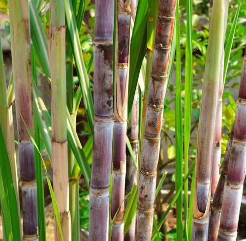 甘蔗种子的起源是什么?如何正确获取和使用? 甘蔗种子的起源是什么?如何正确获取和使用?