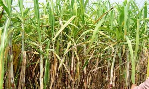 甘蔗种子的起源是什么?如何正确获取和使用? 甘蔗种子的起源是什么?如何正确获取和使用?