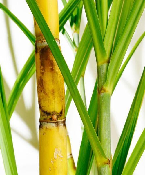 甘蔗种子的起源是什么?如何正确获取和使用? 甘蔗种子的起源是什么?如何正确获取和使用?