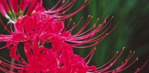 彼岸花的寓意与象征意义（探寻彼岸花的美丽与哲理）