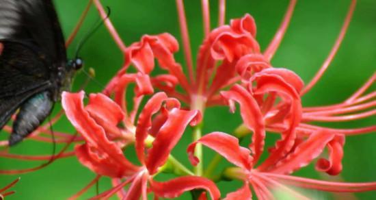 彼岸花的寓意与象征意义（探寻彼岸花的美丽与哲理）