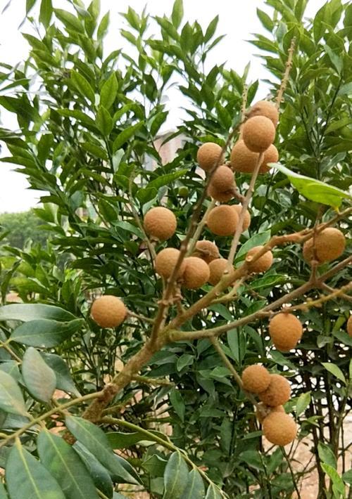 龙眼几年开花结果？如何促进其快速结果？