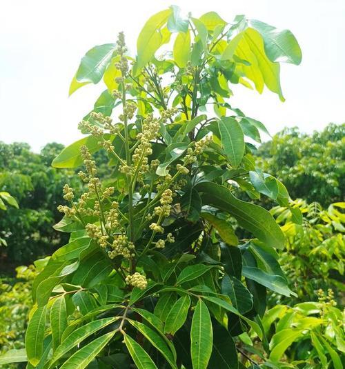 龙眼几年开花结果？如何促进其快速结果？