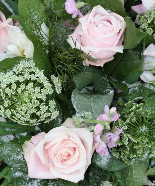 11朵粉色玫瑰的意义与象征(探寻粉色玫瑰花的神秘密码)