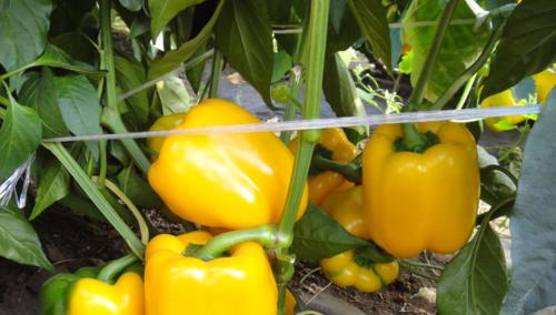 甜椒亩产量多少斤？如何提高甜椒的产量？