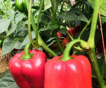 甜椒亩产量多少斤？如何提高甜椒的产量？